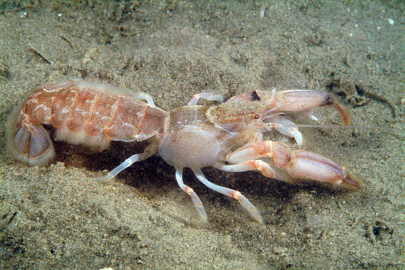 Upogebia tipica